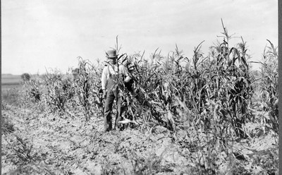Corn Field