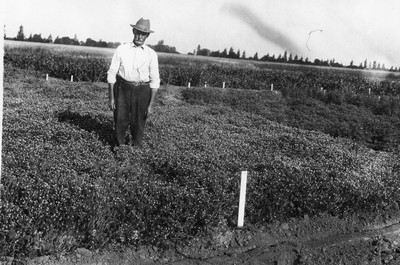 Forage Crops
