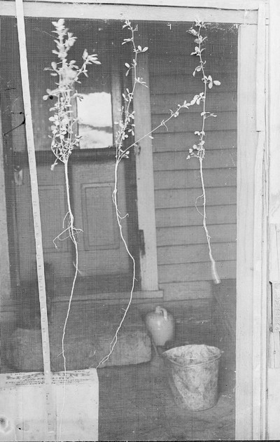 Forage Crops