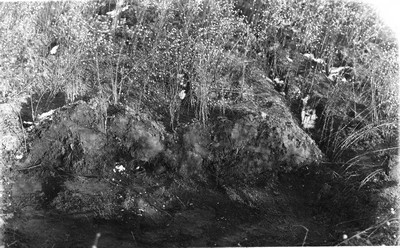 Forage Crops