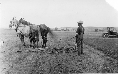 Alfalfa Rows