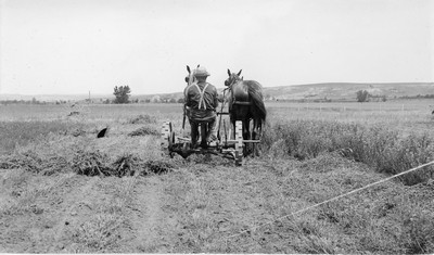 Alfalfa Rows