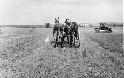 Alfalfa Rows