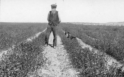 Alfalfa Rows