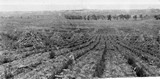 Alfalfa Rows