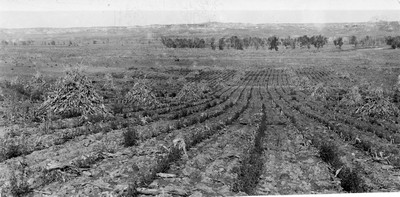Alfalfa Rows