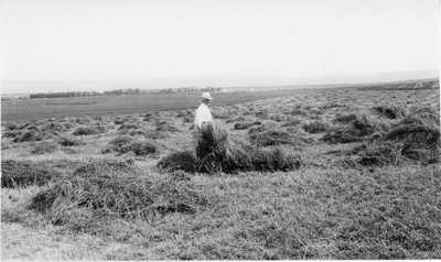 Alfalfa