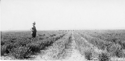 Alfalfa