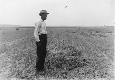 Barley