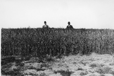 Barley