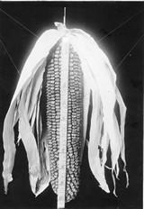 Corn