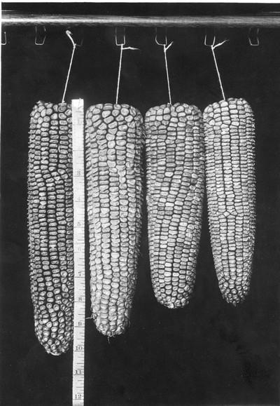 Corn
