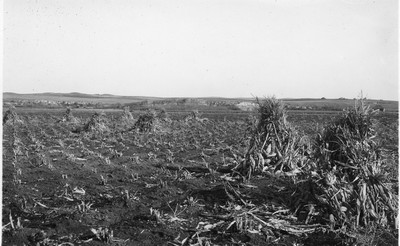 Corn