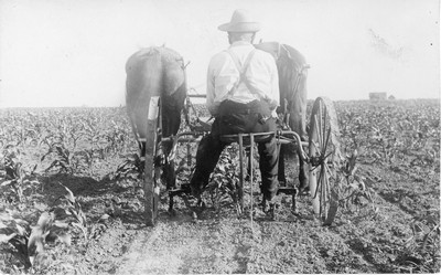 Corn
