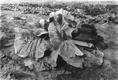 Dry Land Farming