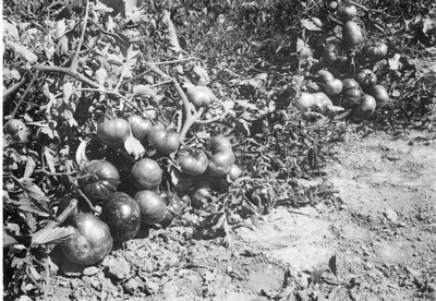 Tomatoes
