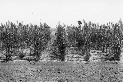 Dry Land Farming