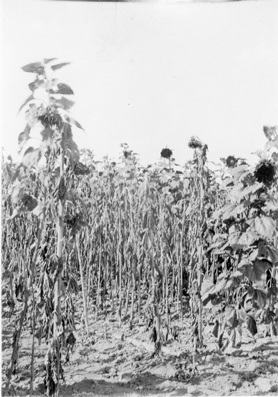Sunflowers
