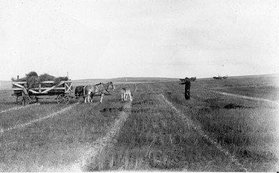 Flax - Harvesting
