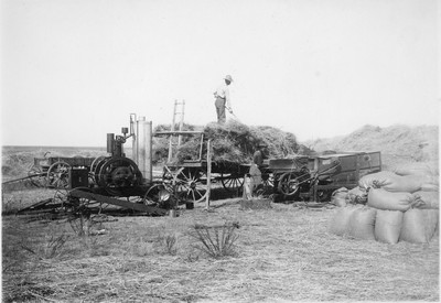 Wheat - Threshing