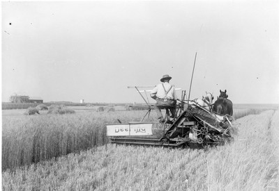 Combining Barley