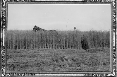 Rye Field