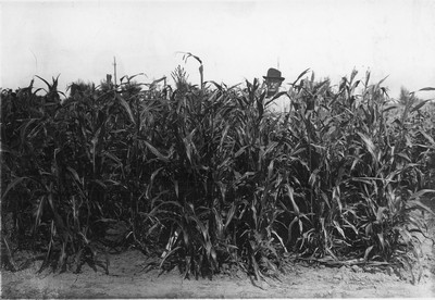 Sorghum