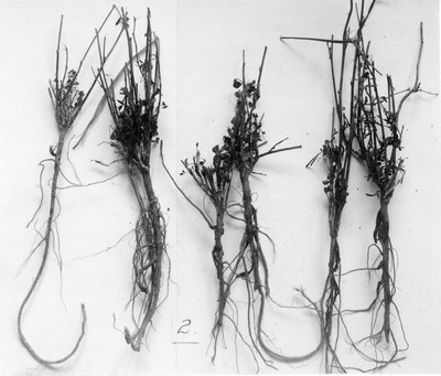 Sorghum