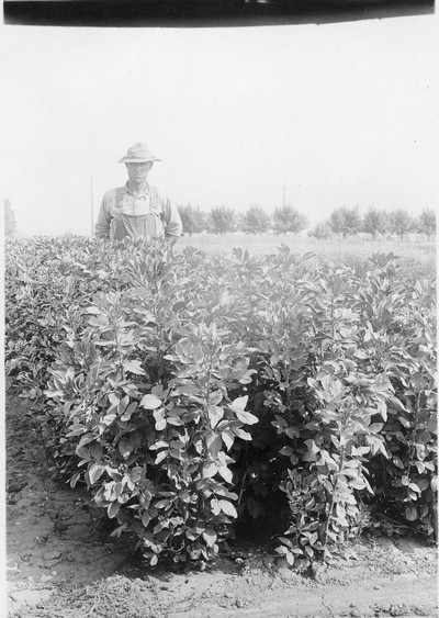 Row Crop