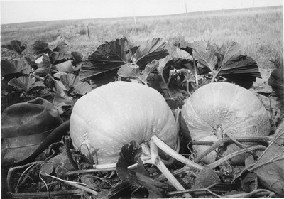 Pumpkins