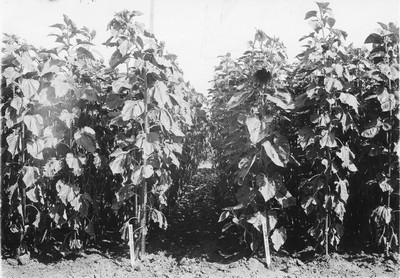Sunflowers