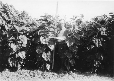 Sunflowers