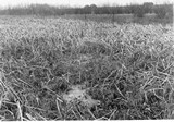 Soil