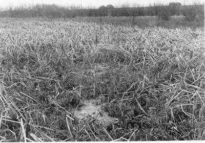 Soil