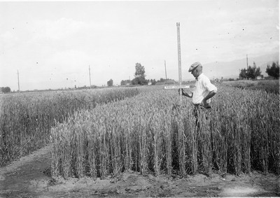 Wheat Varieties
