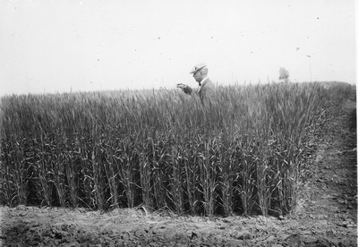 Wheat Varieties