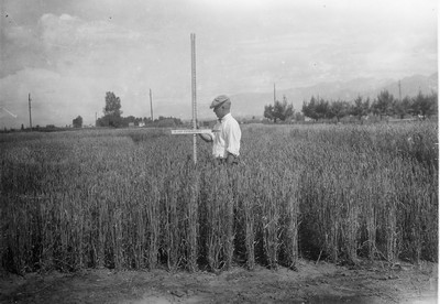 Wheat Varieties