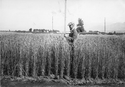 Wheat Varieties