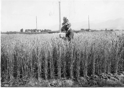 Wheat Varieties