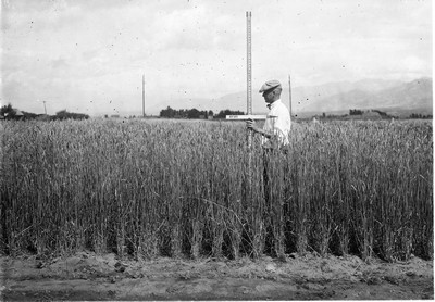 Wheat Varieties