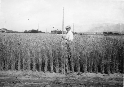 Wheat Varieties