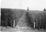 Wheat Varieties