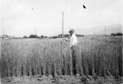 Wheat Varieties