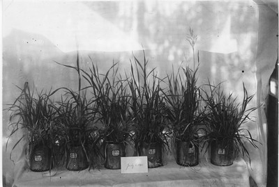 Pot Experiments