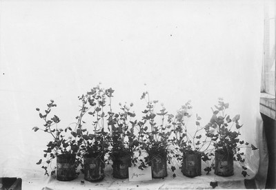 Pot Experiments