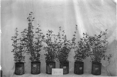 Pot Experiments
