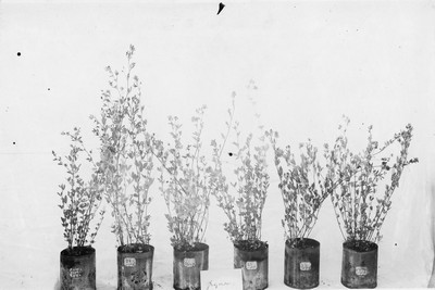 Pot Experiments