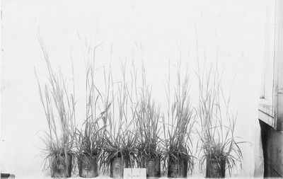 Pot Experiments