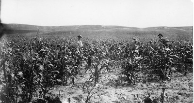 Corn Field