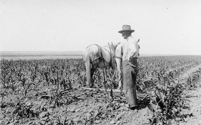 Corn - Cultivating
